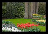 Keukenhof Hollandia 026